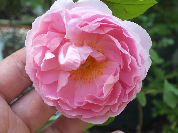  photo constance3_zps59a85f7d.jpg